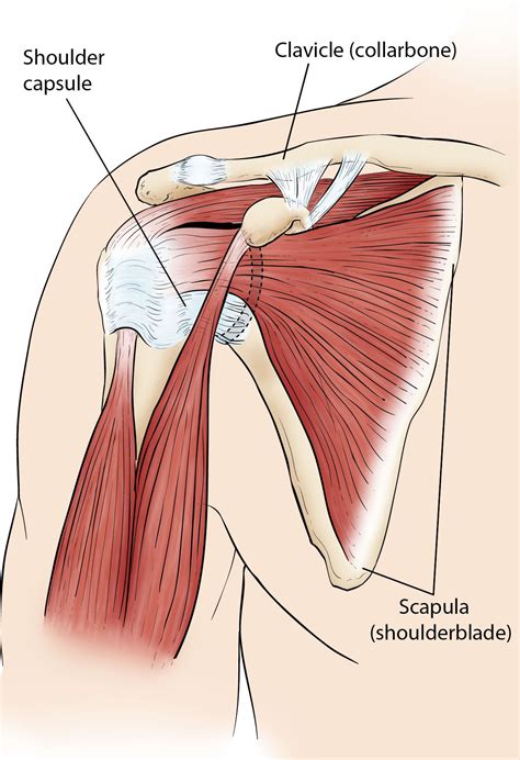 Posterior Shoulder Tendon Anatomy : Anatomy Of The Rtc Tendons Right ...