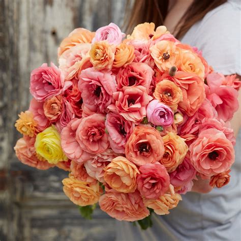 Ranunculus Bulbs | Shop 51 Varieties | Eden Brothers