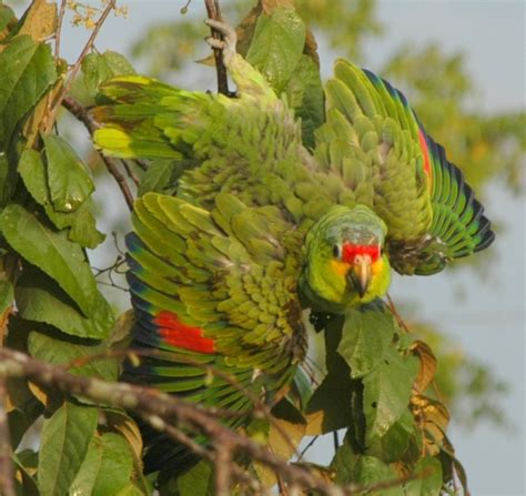 Parrot Encyclopedia | Red-lored Amazon | World Parrot Trust