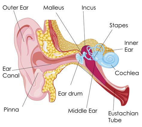 Demystifying the Ear Canal: Consider Professional Ear Cleaning - RK ...