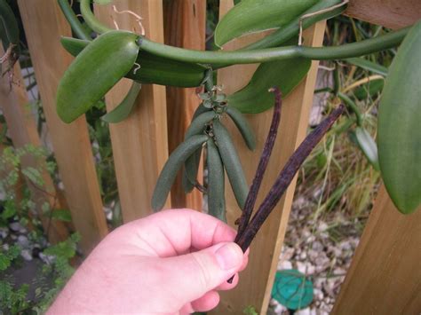 Live Rooted Vanilla Bean Orchid Plant. Grows Beans!!! | Plants, Orchid ...