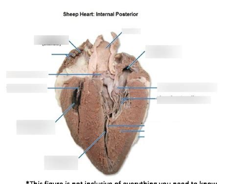 Sheep heart Diagram | Quizlet