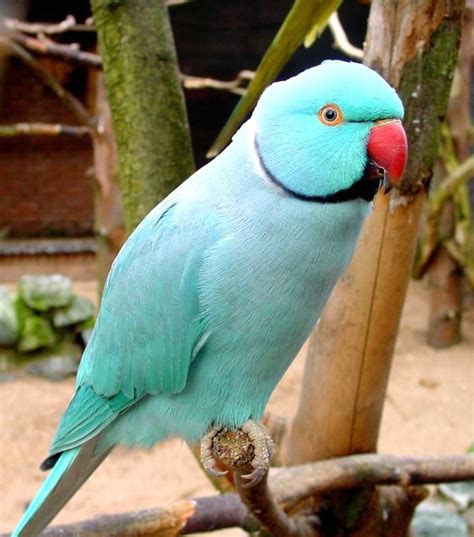 Ring Neck | Pet birds, Beautiful birds, Australian parrots