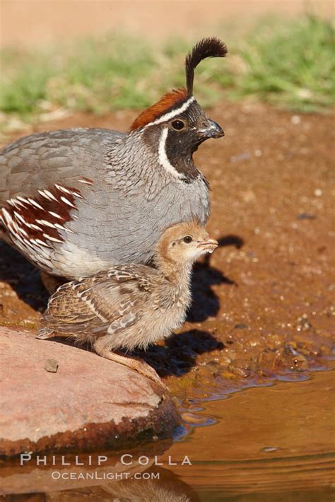 Gambel's quail, chicks, Callipepla gambelii photo, Amado, Arizona