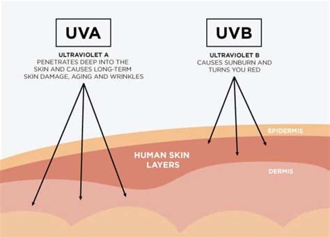 Sun Protection 101: A Complete Guide to Skin Damage Prevention | Ergodyne