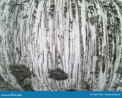 Birch tree bark texture stock image. Image of natural - 142617323