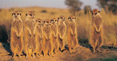 Animal Planet’s 'Meerkat Manor' Reboot Is Finally Here