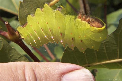 Polyphemus Moth Caterpillar- Antheraea polyphemus - North American ...