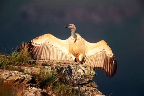 Cape Vulture - All You Need to Know About Nature’s Cleanup Crew