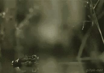 Frog Eating A Fly GIFs | Tenor