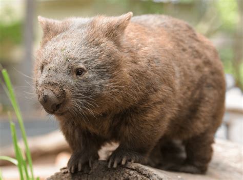 Is the wombat is the cutest marsupial