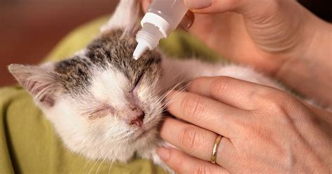 How to Recognize and Treat Cat Conjunctivitis | Zoetis Petcare