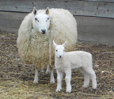 Cheviot Sheep Info, Meat/Milk/Wool Production, Farming,, 41% OFF