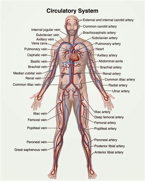 Human&Animal Anatomy and Physiology Diagrams: Circulatory system ...