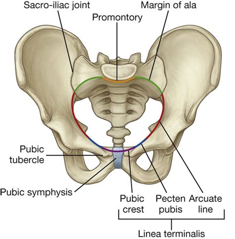 Pelvis and Perineum | Basicmedical Key