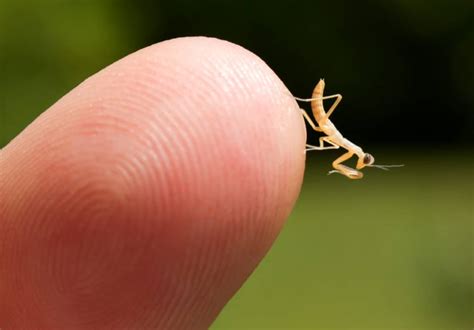 What Do Baby Praying Mantis Eat? – WhatBugIsThat