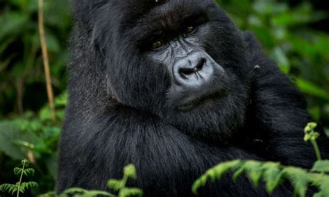 Mountain gorilla conservation | Gorilla Conservation