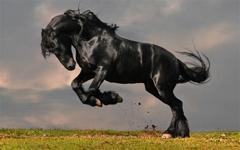 Black Stallion Wallpapers - Top Free Black Stallion Backgrounds ...