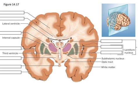 basal nuclei Diagram | Quizlet