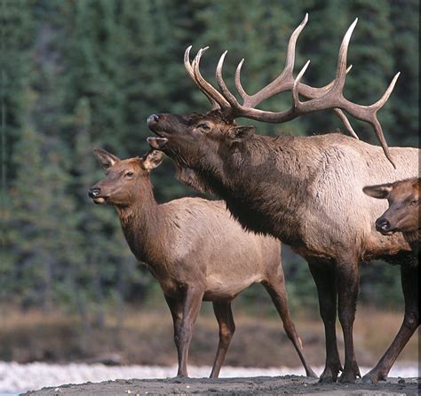 Field Judging - American Elk | Boone and Crockett Club