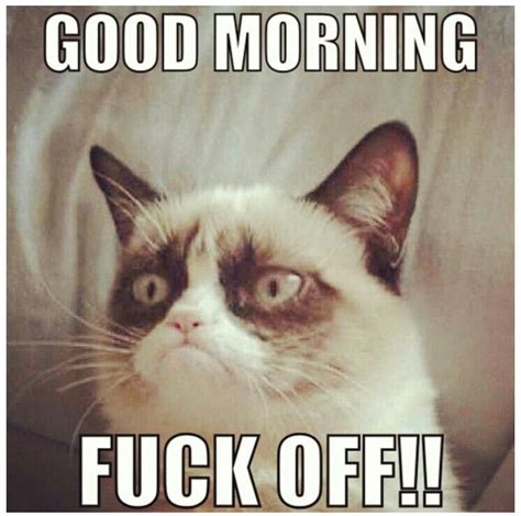 Its Monday! | Grumpy cat, Cats, Funny