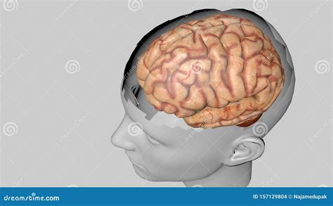 Anatomical 3D Model of Human Brain for Medical Students Stock ...