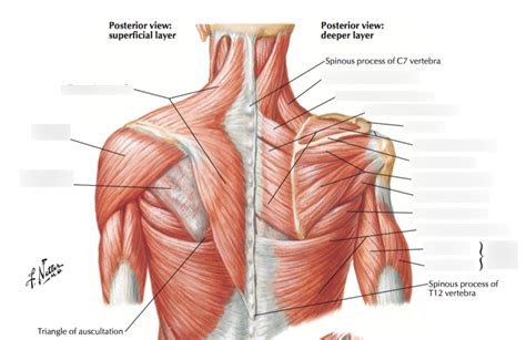 Ch. 4 - Shoulder Girdle Muscles Diagram | Quizlet