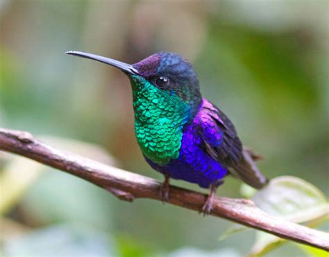 9 Stunning Hummingbirds of Ecuador