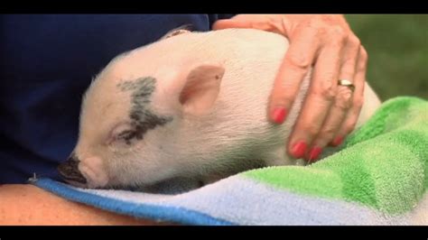 How to Take Care of a Teacup Pig | Small Pets – HousePetsCare.com