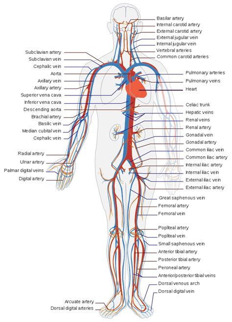 Open vs. Closed Circulatory System | Biology Dictionary