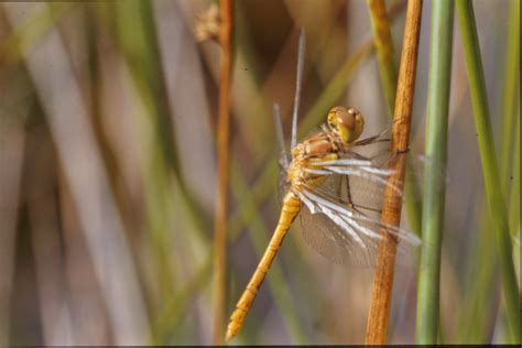 Free photo: Yellow dragonfly - Bug, Closeup, Dragonfly - Free Download ...