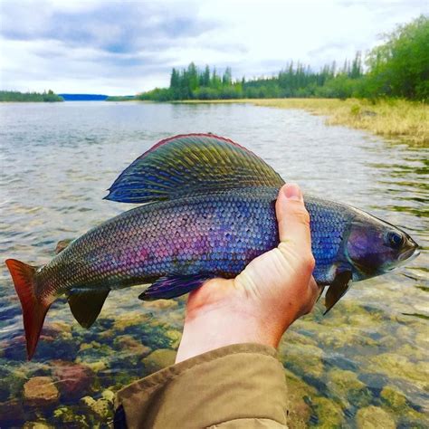 The Beautiful Arctic Grayling - Amberjack Journal # ...