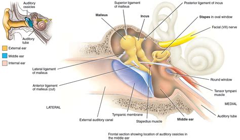 Ear Drum Anatomy, Causes, Diagnosis & Treatment for Busted Ear Drum