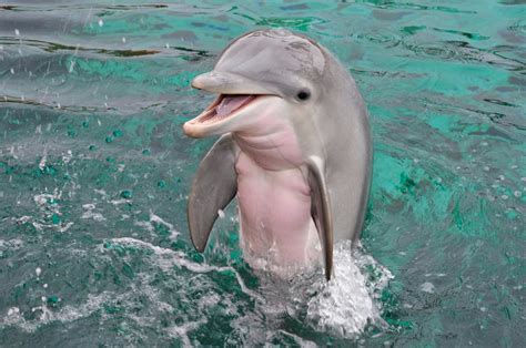 Cute little baby dolphin : aww