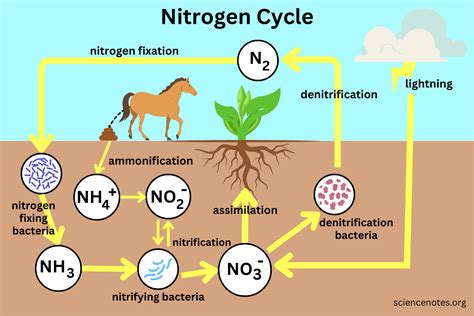 Nitrogen Cycle