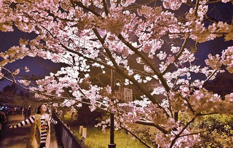 Cherry Blossom In China - Rivy Charleen