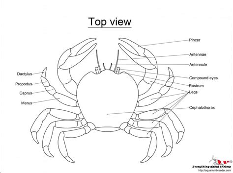 Crab External Anatomy - Shrimp and Snail Breeder