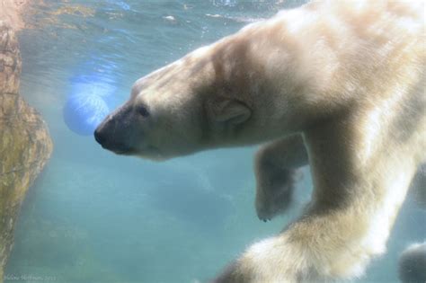 Polar Bear Underwater Encounter by helenehoffman