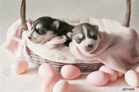 Newborn Siberian Husky puppy age of 1 days Husky Dog - stock photo ...