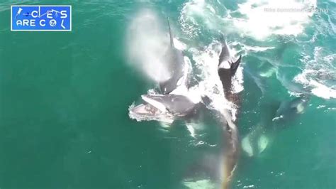 Orcas Attack Minke Whale in Stunning Video - Videos from The Weather ...