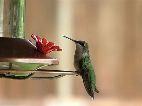 Hummingbird Feeder Placement | BeChewy