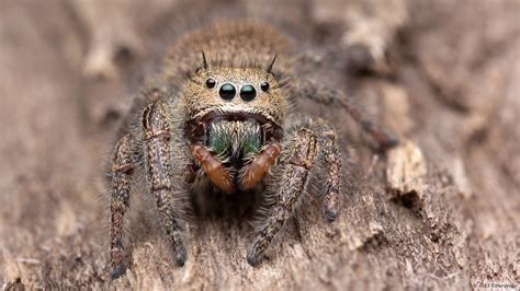 Phidippus princeps jumping spider | Adult Phidippus princeps… | Flickr