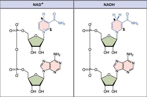 organic chemistry - Why is NAD+ regioselectively reduced at C-4 to form ...