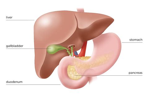 The Pancreas - Hirshberg Foundation for Pancreatic Cancer Research