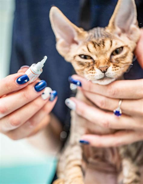 Cat Eye Infection Treatment: Tips on Administering Drops and Ointments ...