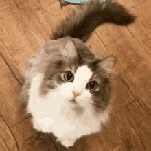 Winking Cat Gif GIFs | Tenor