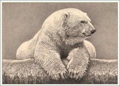 'Portrait of a Polar Bear' - Polar Bear - Fine Art Drawings www ...