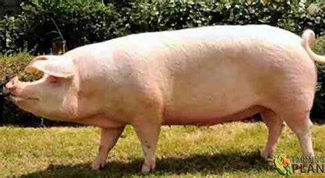 Swedish Landrace Pig: The Main Breed Of Pigs In Sweden - Farming Plan