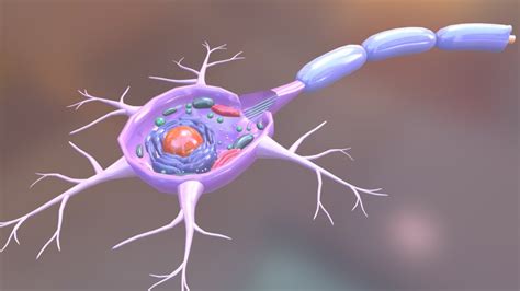 neuron - 3D model by fahmi [a6a64c8] - Sketchfab