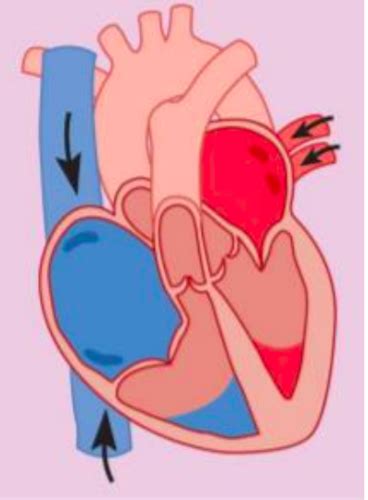 lab 6 ECG and the Cardiac cycle Flashcards | Quizlet